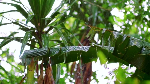 Rainforest with Rain in Slowmotion Stock Footage 135543818