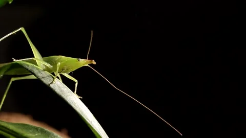 Rainforest rainforest in the dark night Video stock 139491648