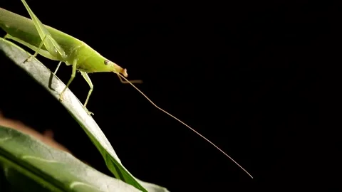 Rainforest rainforest in the dark night Video stock 139491649