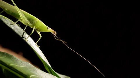 Rainforest rainforest in the dark night Video stock 139491697