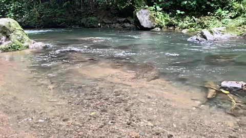 Rainforest River 03 - Slow Motion - Sharpen Video stock 282744319