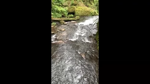 Rainforest River 06 - Vertical Video stock 282753413