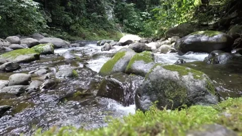 Rainforest River 3 Vídeo Stock 310814866