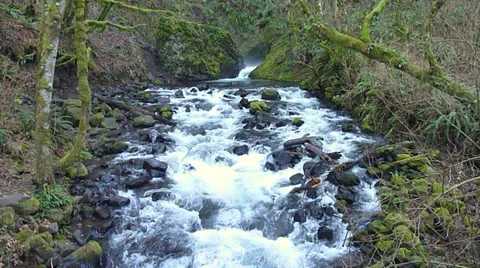 Rainforest River Stock Footage 34252159