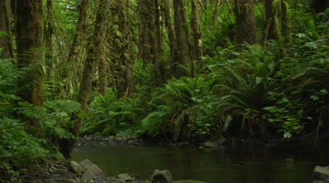 Rainforest River Stock-Footage 39012044