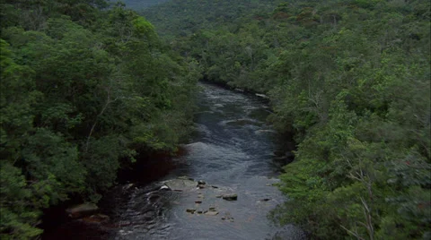 Rainforest River Stock Footage 39909981
