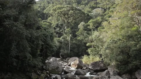 Rainforest by the river 스톡 동영상 169082463