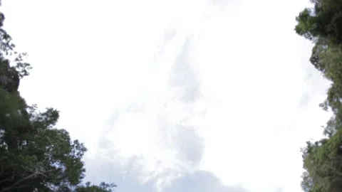 Rainforest by the river Stock Footage 169082480