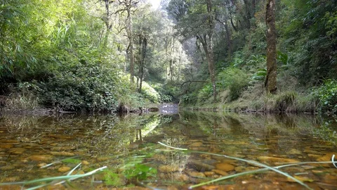 Rainforest river in jungle. Calmness in forest. Stock Footage 89439807