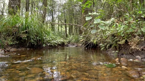 Rainforest river in jungle. Calmness in forest. Stock Footage 89445916