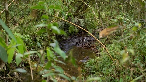 Rainforest river in jungle. Calmness in forest. Stock Footage 89446410