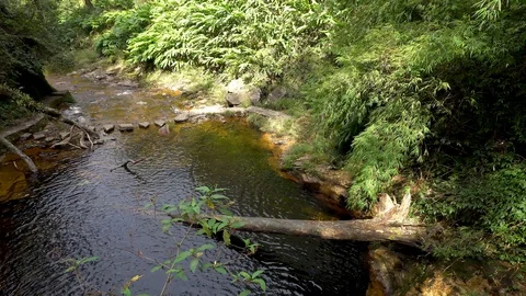 Rainforest river in jungle Stock Footage 89422289