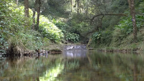 Rainforest river in jungle Stock Footage 89441190