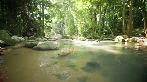 Rainforest River loop Stock Footage 22095317