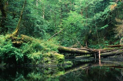 Rainforest River Stock Photos