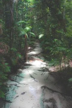 Rainforest river Stock Photos