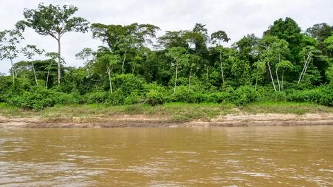 Rainforest By the River Stock Photos