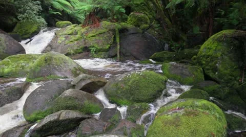 Rainforest river &amp; small waterfall with moss on rocks 動画素材 11197854