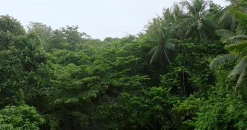 Rainforest river. Valley aerial view of a lush waterfall in a forest Stock Footage 274458296