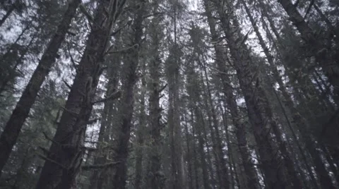 Rainforest Road With Flat Color Stock Footage 64114068