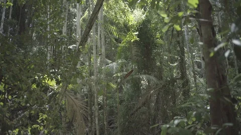 Rainforest scene pull back reveal 25fps SLOG2 4k 動画素材 88064488