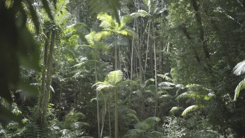 Rainforest scene very slow pan 25fps SLOG2 4k Stock Footage