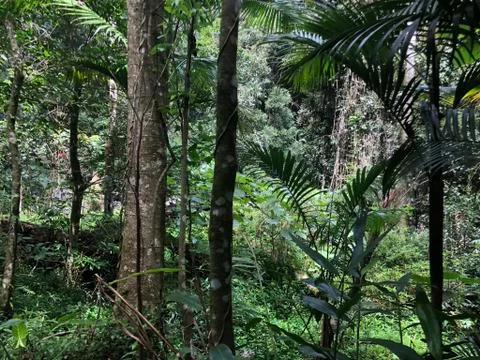 Rainforest scenery - Springbrook National Park Queensland Stock Photos