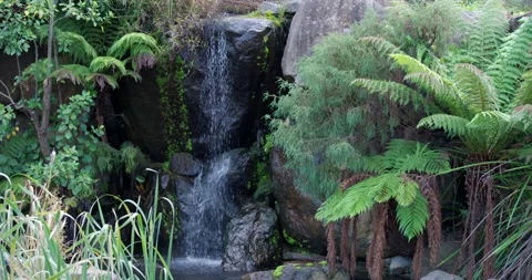 Rainforest section and waterfall in the Canberra Botanic Gardens Stock Footage 137508227