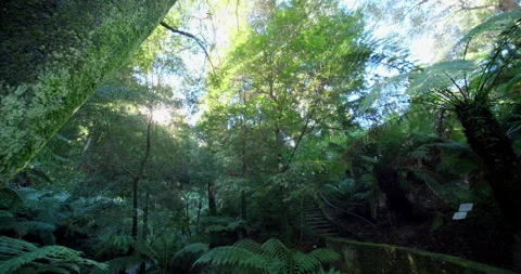 Rainforest section of Canberra Botanic Gardens Stock Footage 137507070