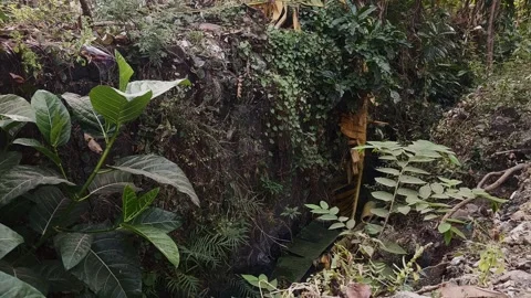 Rainforest, Short View Video stock 280254396