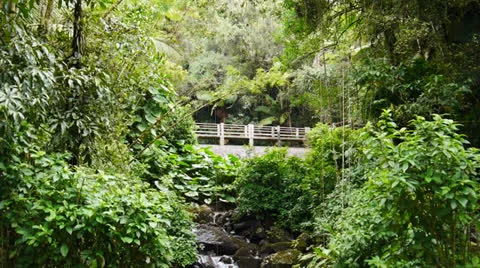 Rainforest small dam in creek at El Yunque Forest 1 Stock Footage 23622115