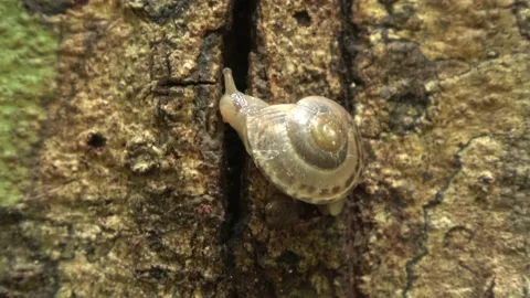 Rainforest snail, Malaysia Stock Footage 159635996