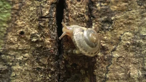 Rainforest snail, Malaysia Stock Footage 159636028