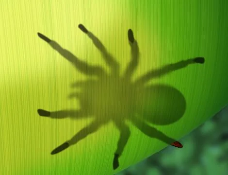 Rainforest spider hiding behind a leaf Stock Illustration