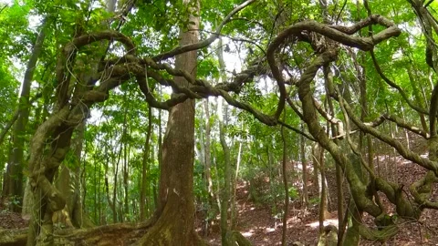 Rainforest in the Sri Lanka. Stock Footage 167073415