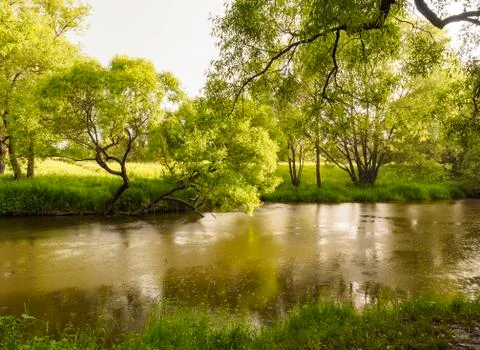 Rainforest with stream flowing through it. Raindrops drip into the river circles Stock Photos