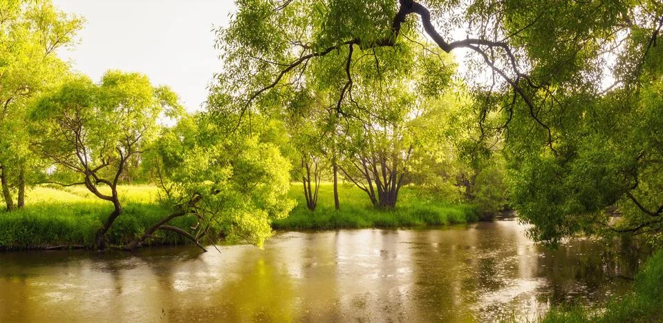 Rainforest with stream flowing through it. Raindrops drip into the river circles Stock Photos