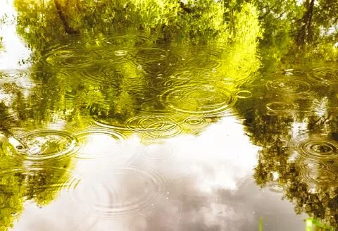Rainforest with stream flowing through it. Reflection of trees and sky in water Stock Photos