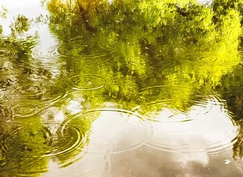 Rainforest with stream flowing through it. Reflection of trees and sky in water Stock Photos