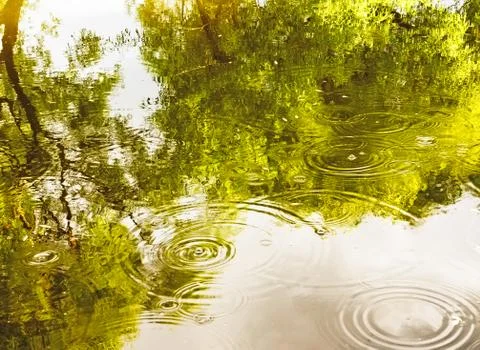 Rainforest with stream flowing through it. Reflection of trees and sky in water Stock Photos