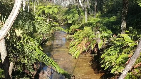 Rainforest stream Stock Footage 278958551