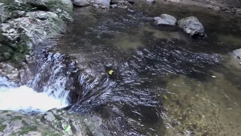 Rainforest stream, Malaysia Stock-Footage 133676796