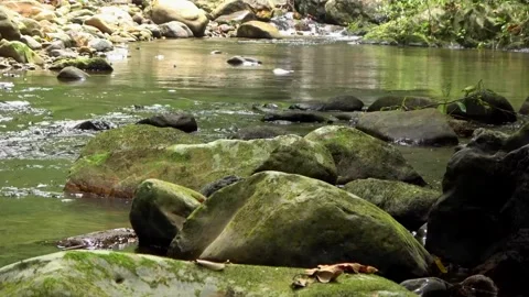 Rainforest stream, Malaysia Stock Footage 133676914