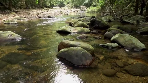 Rainforest stream, Malaysia Stock-Footage 133676921