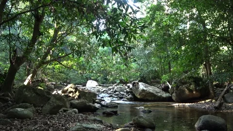 Rainforest stream, Malaysia Video stock 135717533