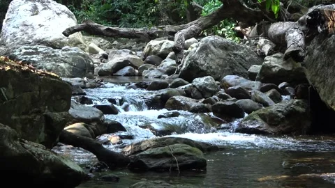 Rainforest stream, Malaysia Video stock 135717567
