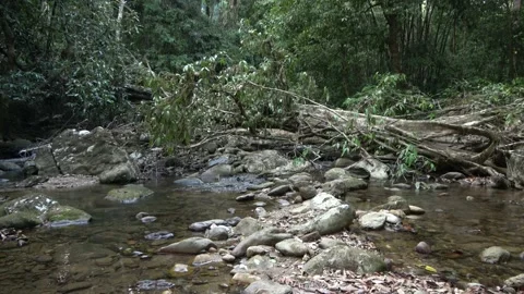 Rainforest stream, Malaysia Video stock 135718355