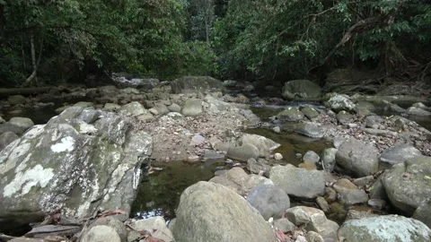 Rainforest stream, Malaysia Stock Footage 135718359