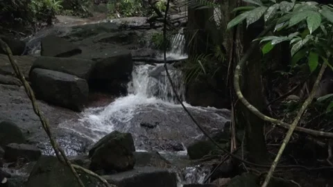 Rainforest stream, Malaysia Stock Footage 140554059