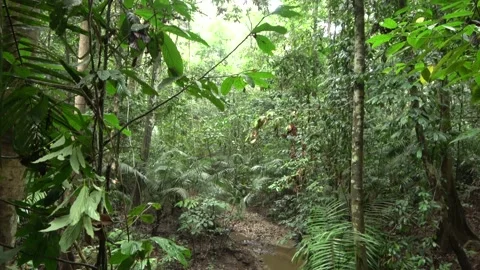 Rainforest stream, Malaysia Stock Footage 140834512